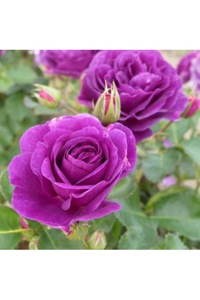  Floribunda Rose Minerva